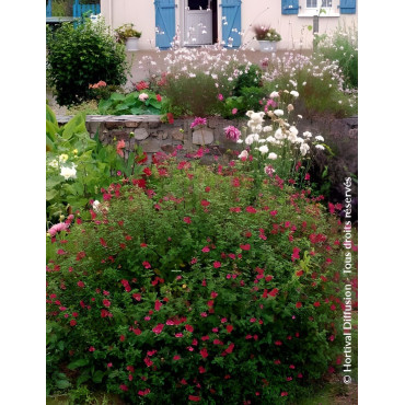 SALVIA grahamii - Sauge à petites feuilles, Sauge de Graham