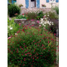 SALVIA grahamii - Sauge à petites feuilles, Sauge de Graham