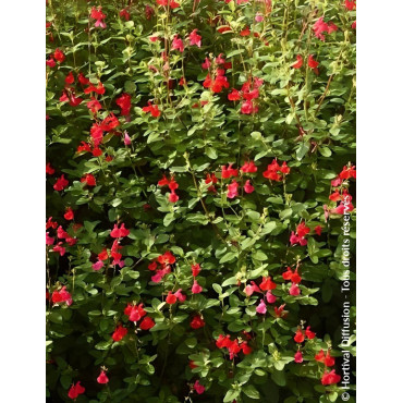 SALVIA grahamii - Sauge à petites feuilles, Sauge de Graham