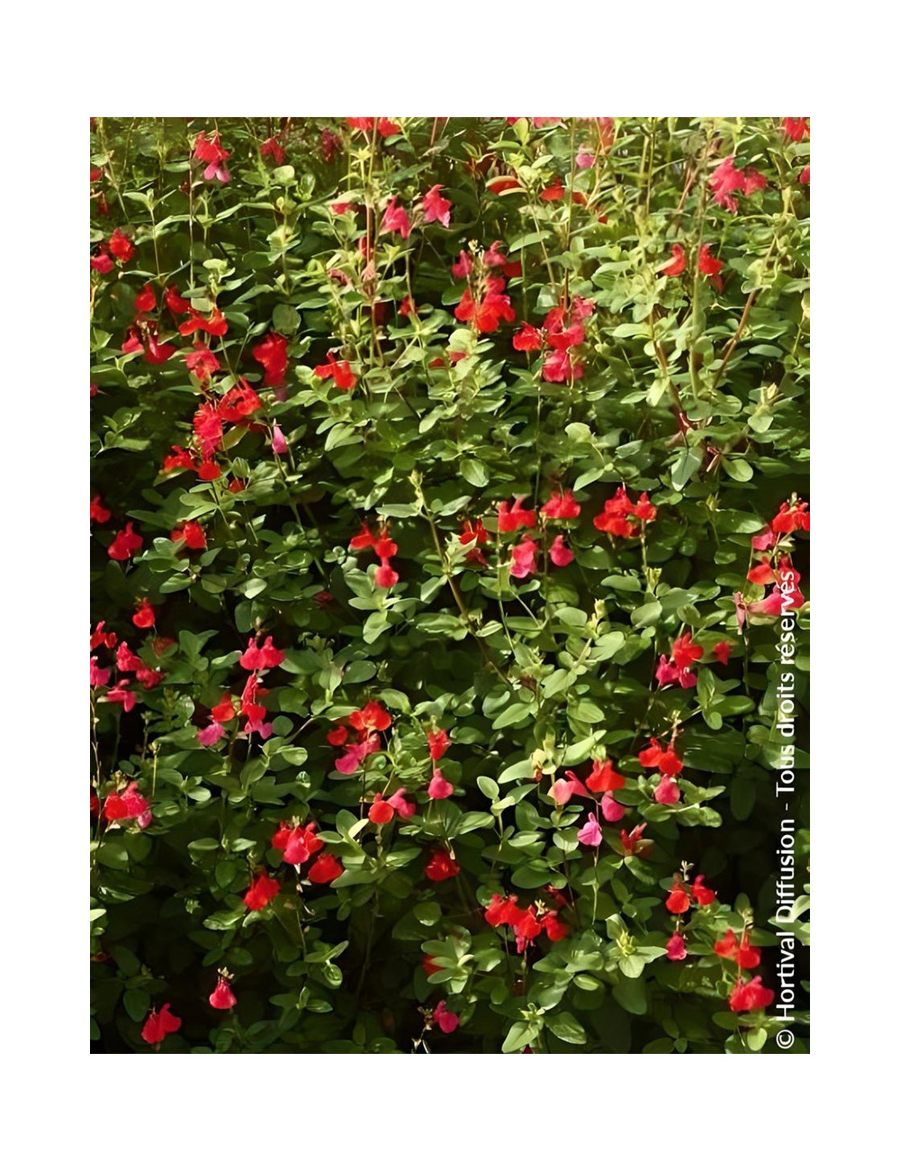 SALVIA grahamii - Sauge à petites feuilles, Sauge de Graham