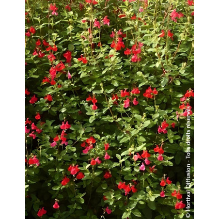 SALVIA grahamii - Sauge à petites feuilles, Sauge de Graham