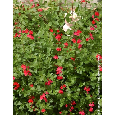 Sauge arbustive – Salvia microphylla grahamii, vivace florifère rouge vif au feuillage parfumé
