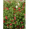 Sauge arbustive – Salvia microphylla grahamii, vivace florifère rouge vif au feuillage parfumé