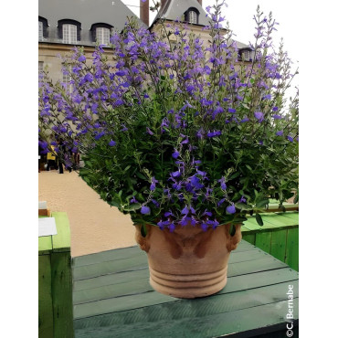 SALVIA BLUE NOTE®- Sauge à petites feuilles, Sauge arbustive hybride