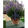 SALVIA BLUE NOTE®- Sauge à petites feuilles, Sauge arbustive hybride