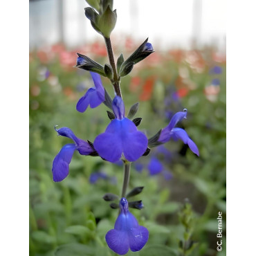 SALVIA BLUE NOTE®- Sauge à petites feuilles, Sauge arbustive hybride