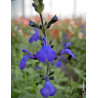 SALVIA BLUE NOTE®- Sauge à petites feuilles, Sauge arbustive hybride