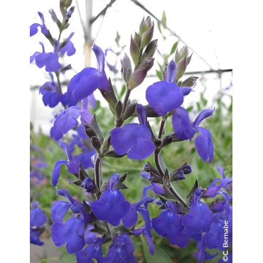 SALVIA BLUE NOTE®- Sauge à petites feuilles, Sauge arbustive hybride