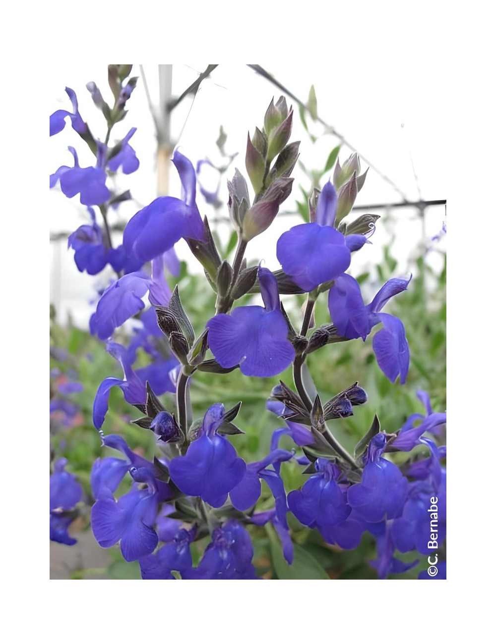 SALVIA BLUE NOTE®- Sauge à petites feuilles, Sauge arbustive hybride
