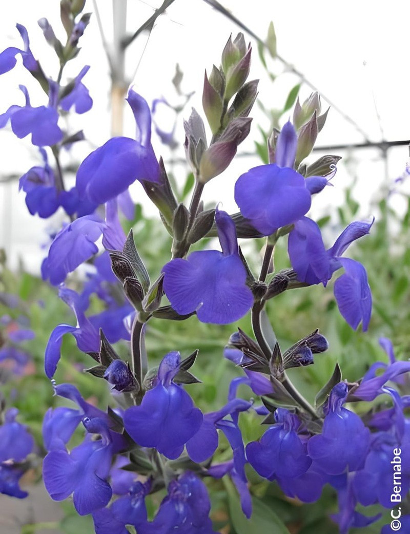 SALVIA BLUE NOTE®- Sauge à petites feuilles, Sauge arbustive hybride