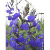 SALVIA BLUE NOTE®- Sauge à petites feuilles, Sauge arbustive hybride