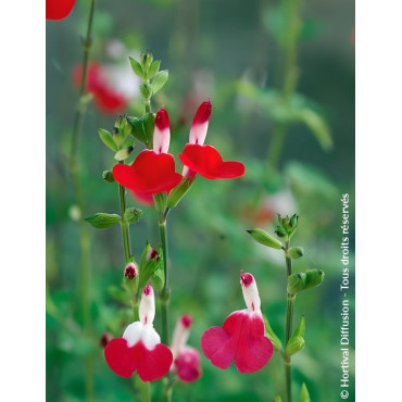 SALVIA microphylla HOT LIPS- Sauge à petites feuilles