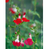 SALVIA microphylla HOT LIPS- Sauge à petites feuilles