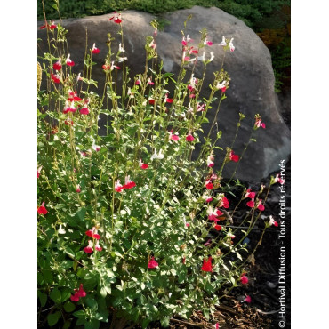 SALVIA microphylla HOT LIPS- Sauge à petites feuilles