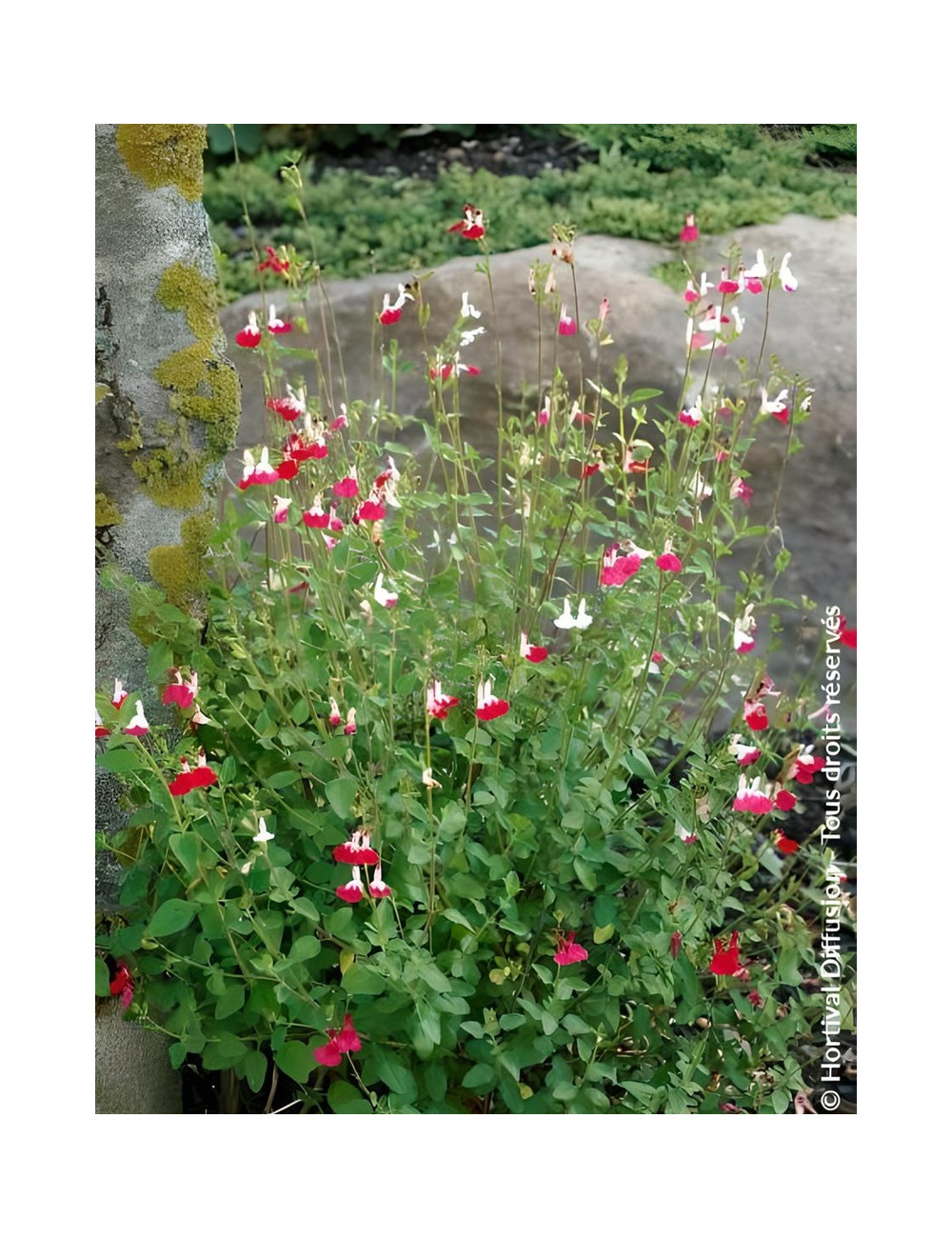SALVIA microphylla HOT LIPS- Sauge à petites feuilles