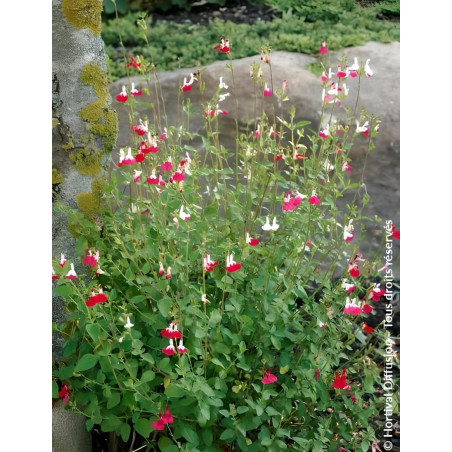 SALVIA microphylla HOT LIPS- Sauge à petites feuilles