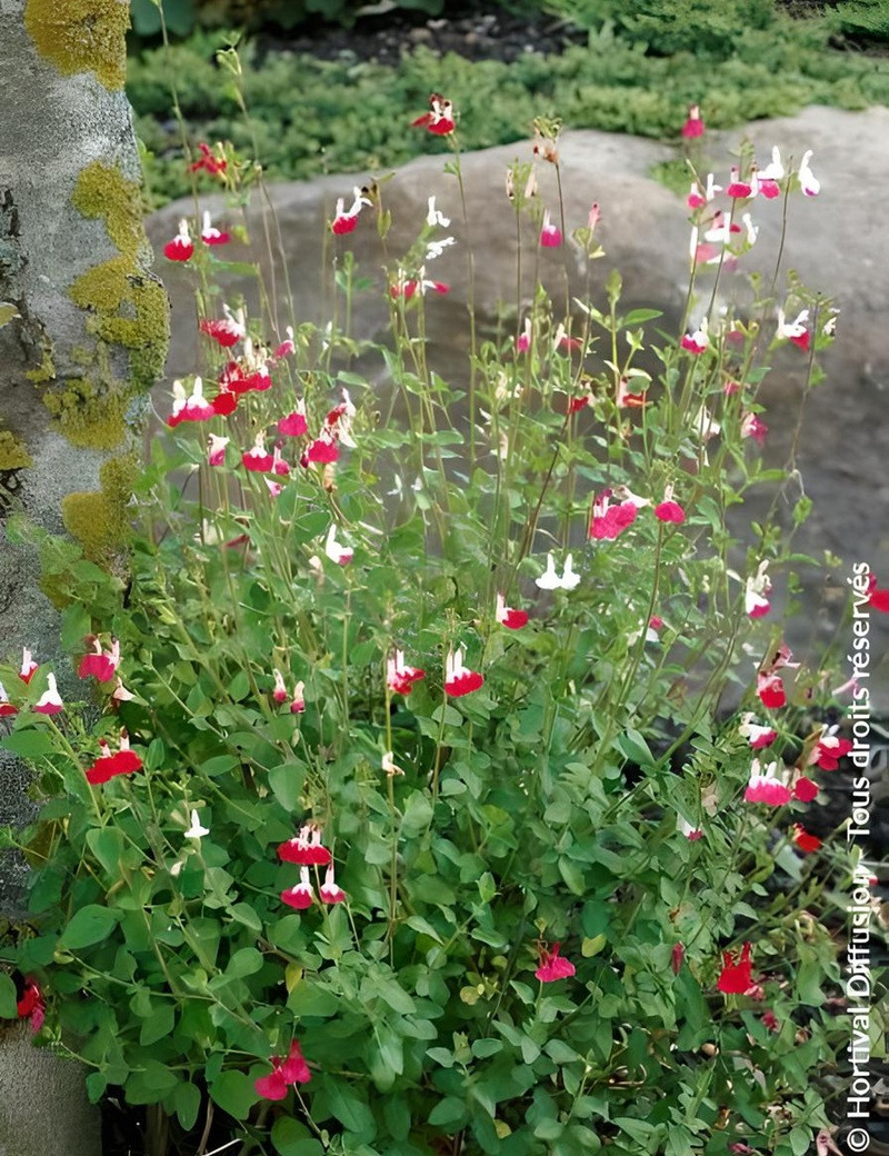 SALVIA microphylla HOT LIPS- Sauge à petites feuilles