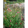 SALVIA microphylla HOT LIPS- Sauge à petites feuilles