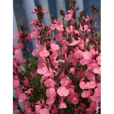 SALVIA jamensis PLUENN®- Sauge hybride à petites feuilles