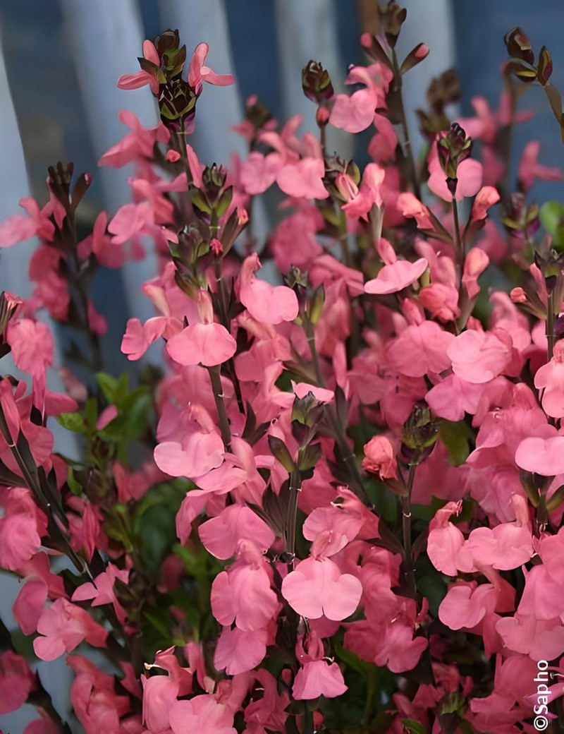 SALVIA jamensis PLUENN®- Sauge hybride à petites feuilles