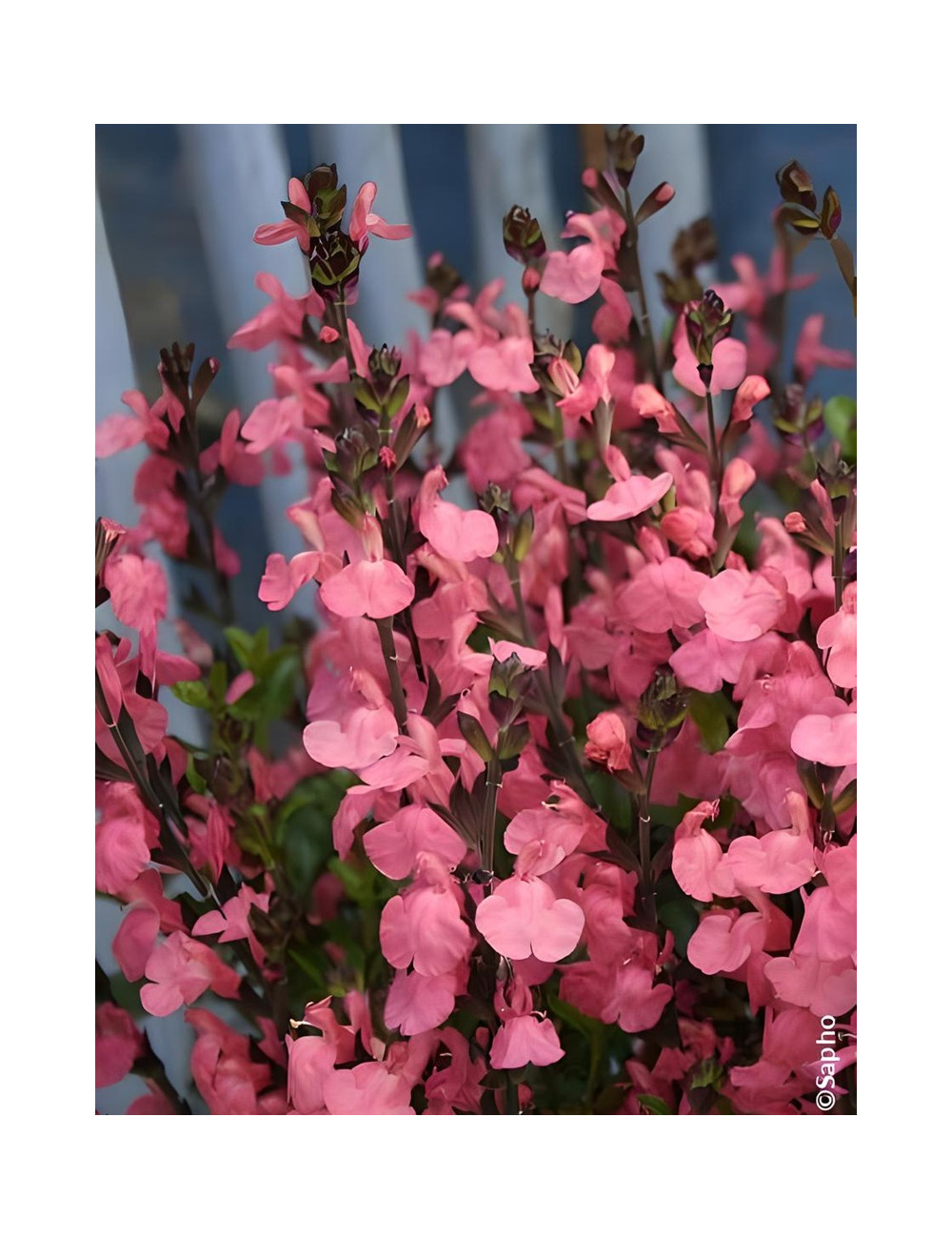 SALVIA jamensis PLUENN®- Sauge hybride à petites feuilles