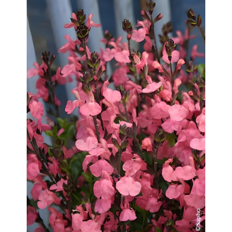 SALVIA jamensis PLUENN®- Sauge hybride à petites feuilles