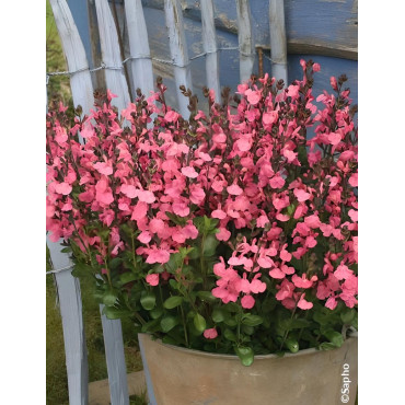 SALVIA jamensis PLUENN®- Sauge hybride à petites feuilles