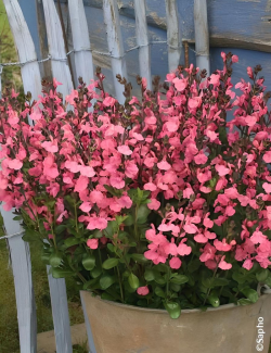SALVIA jamensis PLUENN®- Sauge hybride à petites feuilles