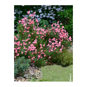 SALVIA jamensis PLUENN®- Sauge hybride à petites feuilles