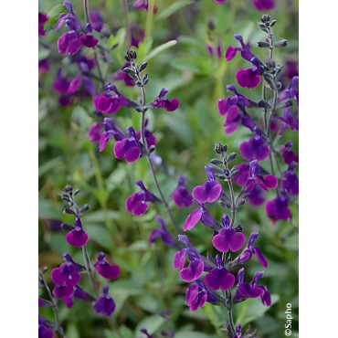 Sauge Salvia jamensis Violette de Loire – Vivace parfumée à floraison violette lumineuse pour massifs et terrasses