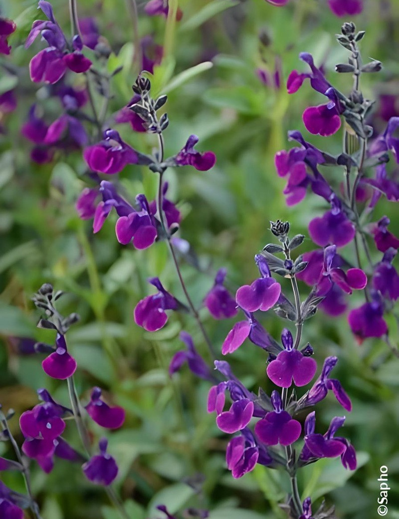 Sauge Salvia jamensis Violette de Loire – Vivace parfumée à floraison violette lumineuse pour massifs et terrasses