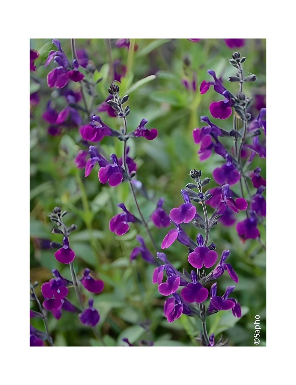Sauge Salvia jamensis Violette de Loire – Vivace parfumée à floraison violette lumineuse pour massifs et terrasses