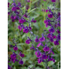 Sauge Salvia jamensis Violette de Loire – Vivace parfumée à floraison violette lumineuse pour massifs et terrasses
