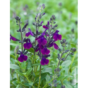 Sauge Salvia jamensis Violette de Loire – Vivace parfumée à floraison violette lumineuse pour massifs et terrasses