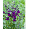 Sauge Salvia jamensis Violette de Loire – Vivace parfumée à floraison violette lumineuse pour massifs et terrasses