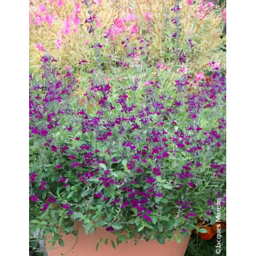 Sauge Salvia jamensis Violette de Loire – Vivace parfumée à floraison violette lumineuse pour massifs et terrasses