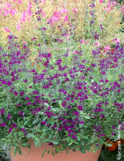 Sauge Salvia jamensis Violette de Loire – Vivace parfumée à floraison violette lumineuse pour massifs et terrasses