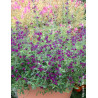Sauge Salvia jamensis Violette de Loire – Vivace parfumée à floraison violette lumineuse pour massifs et terrasses
