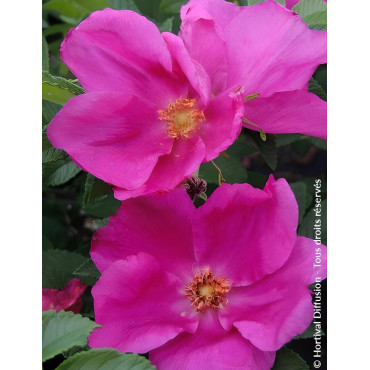 ROSA rugosa ANGELIA® EGLANTINE - Rosier du Japon, rosier rugueux