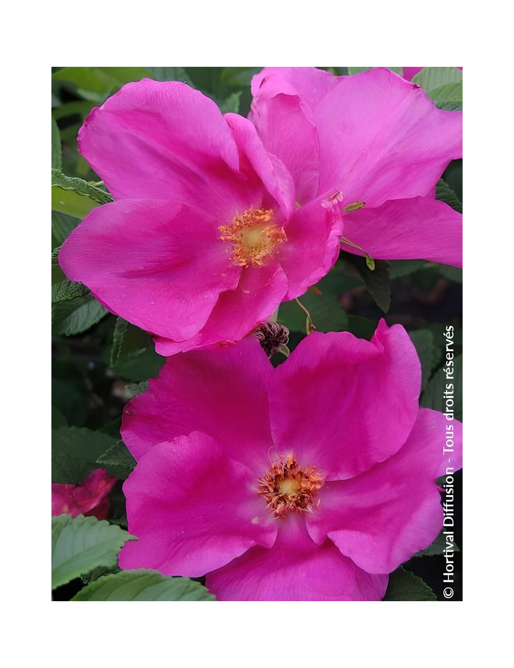 ROSA rugosa ANGELIA® EGLANTINE - Rosier du Japon, rosier rugueux