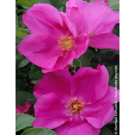 ROSA rugosa ANGELIA® EGLANTINE - Rosier du Japon, rosier rugueux
