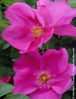 ROSA rugosa ANGELIA® EGLANTINE - Rosier du Japon, rosier rugueux