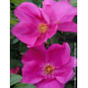 ROSA rugosa ANGELIA® EGLANTINE - Rosier du Japon, rosier rugueux ROSA rugosa ANGELIA® EGLANTINE - Rosier du Japon, rosier rugueux