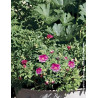 ROSA rugosa ANGELIA® EGLANTINE - Rosier du Japon, rosier rugueux ROSA rugosa ANGELIA® EGLANTINE - Rosier du Japon, rosier rugueux
