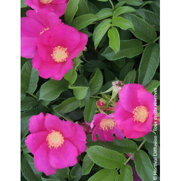ROSA rugosa ANGELIA® EGLANTINE - Rosier du Japon, rosier rugueux