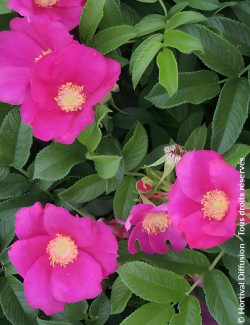 ROSA rugosa ANGELIA® EGLANTINE - Rosier du Japon, rosier rugueux