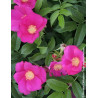ROSA rugosa ANGELIA® EGLANTINE - Rosier du Japon, rosier rugueux ROSA rugosa ANGELIA® EGLANTINE - Rosier du Japon, rosier rugueux