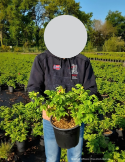 ROSA rugosa ANGELIA® PINK - Rosier du Japon, rosier rugueux En pot de 4-5 litres buisson