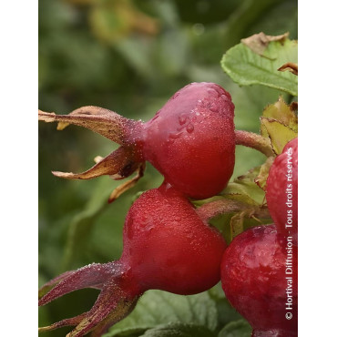ROSA rugosa ANGELIA® PINK - Rosier du Japon, rosier rugueux