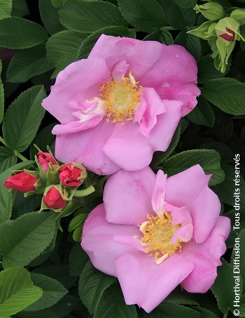ROSA rugosa ANGELIA® PINK - Rosier du Japon, rosier rugueux ROSA rugosa ANGELIA® PINK - Rosier du Japon, rosier rugueux